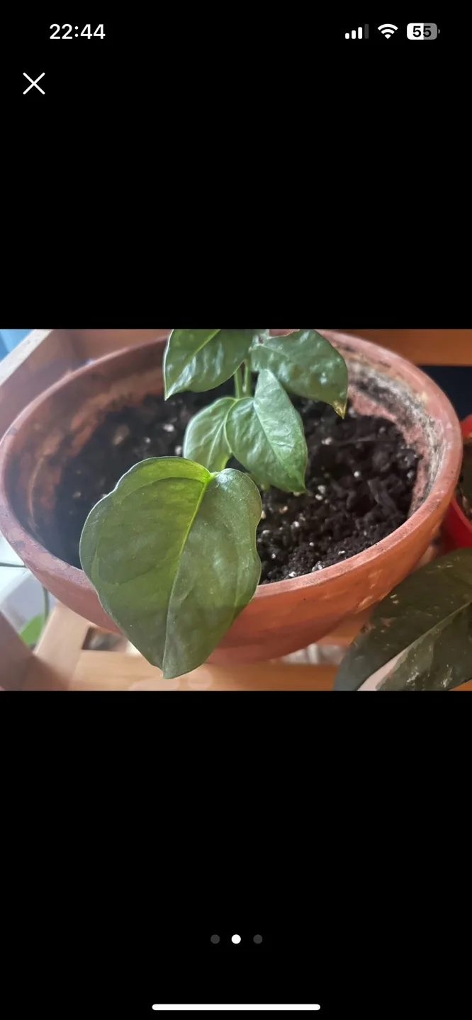 Philodendron Birkin wavy Leaf -  TRAVEL SALE/29th image indicator(2)