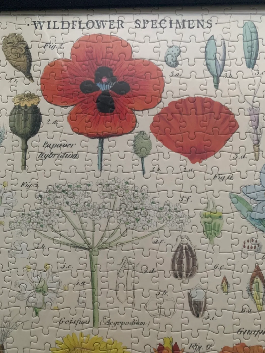 Wildflower Specimens Jigsaw Puzzle image indicator(4)