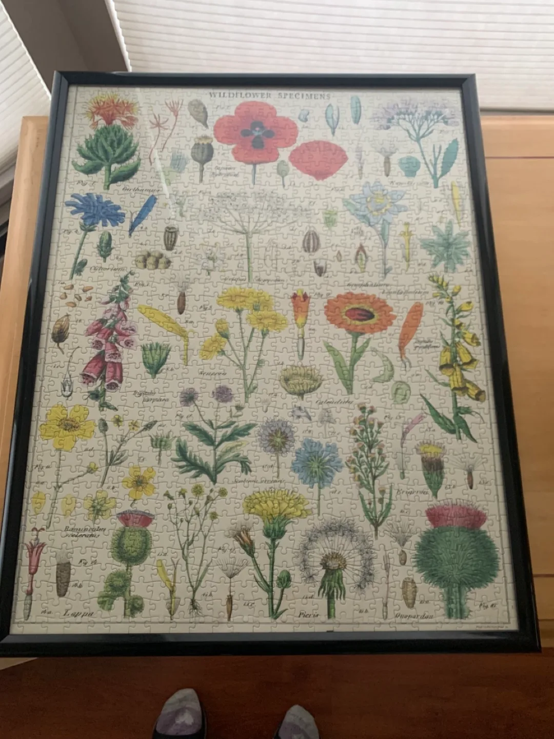 Wildflower Specimens Jigsaw Puzzle image indicator(3)