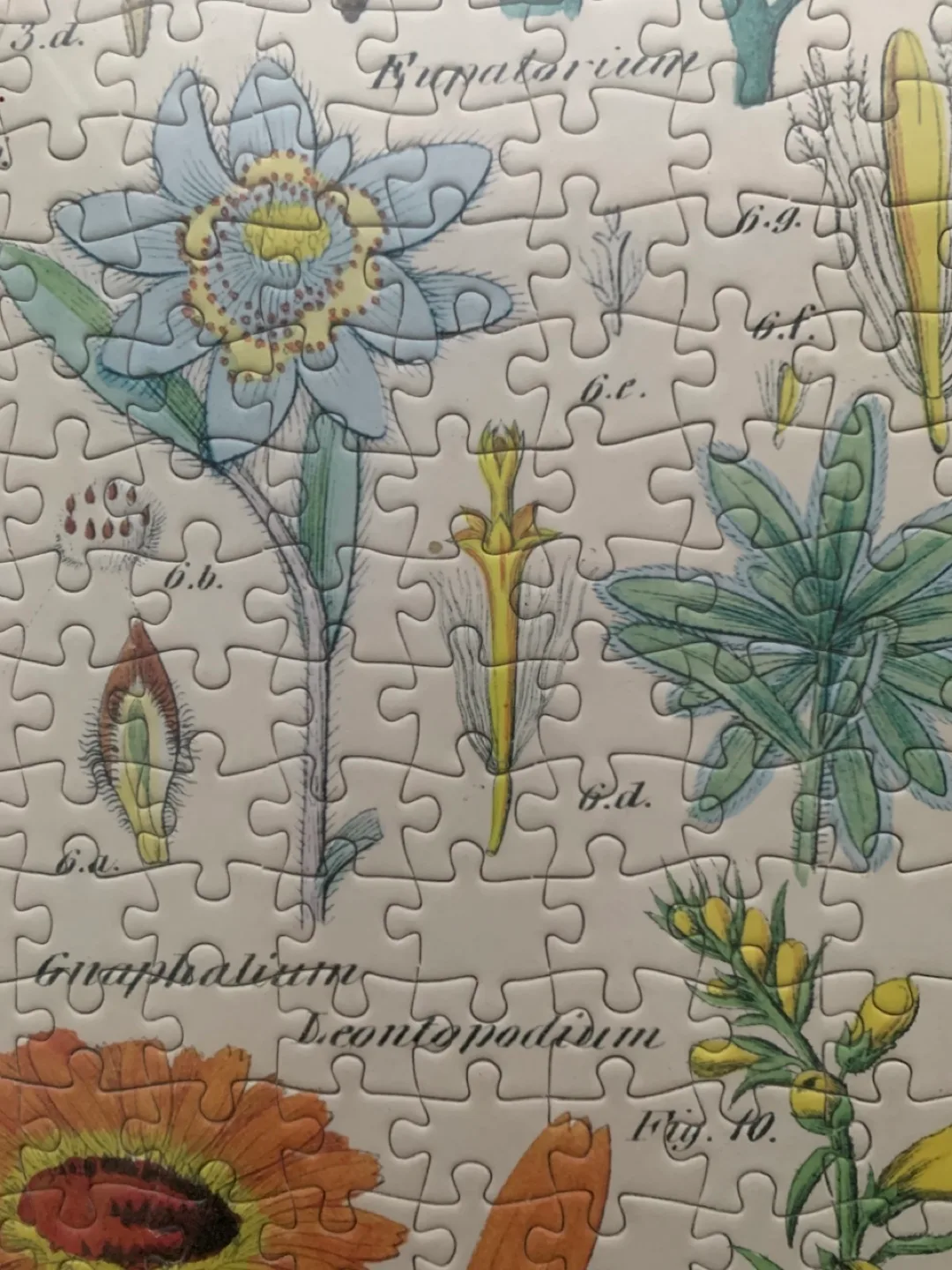 Wildflower Specimens Jigsaw Puzzle image indicator(5)