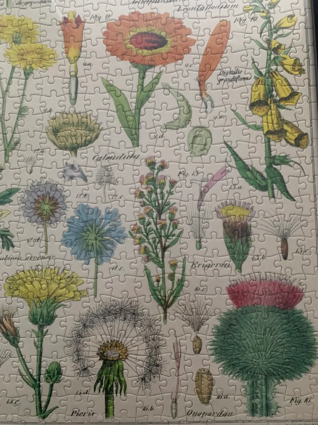 Wildflower Specimens Jigsaw Puzzle image indicator(2)