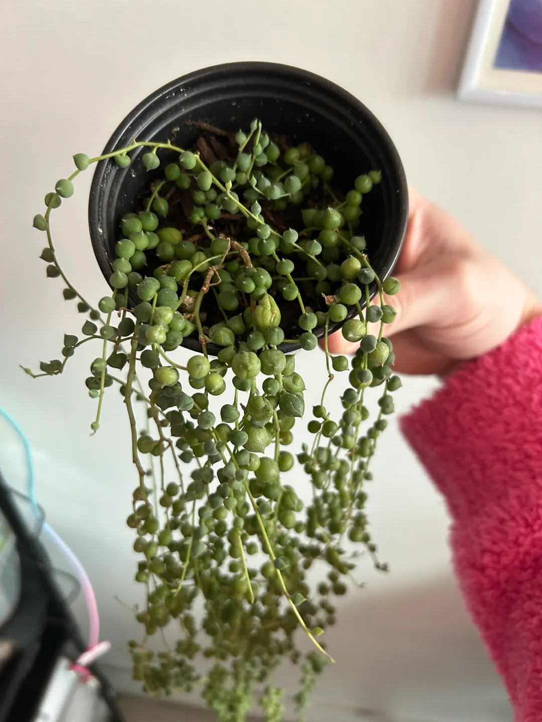 String of Pearls Plant image indicator(2)