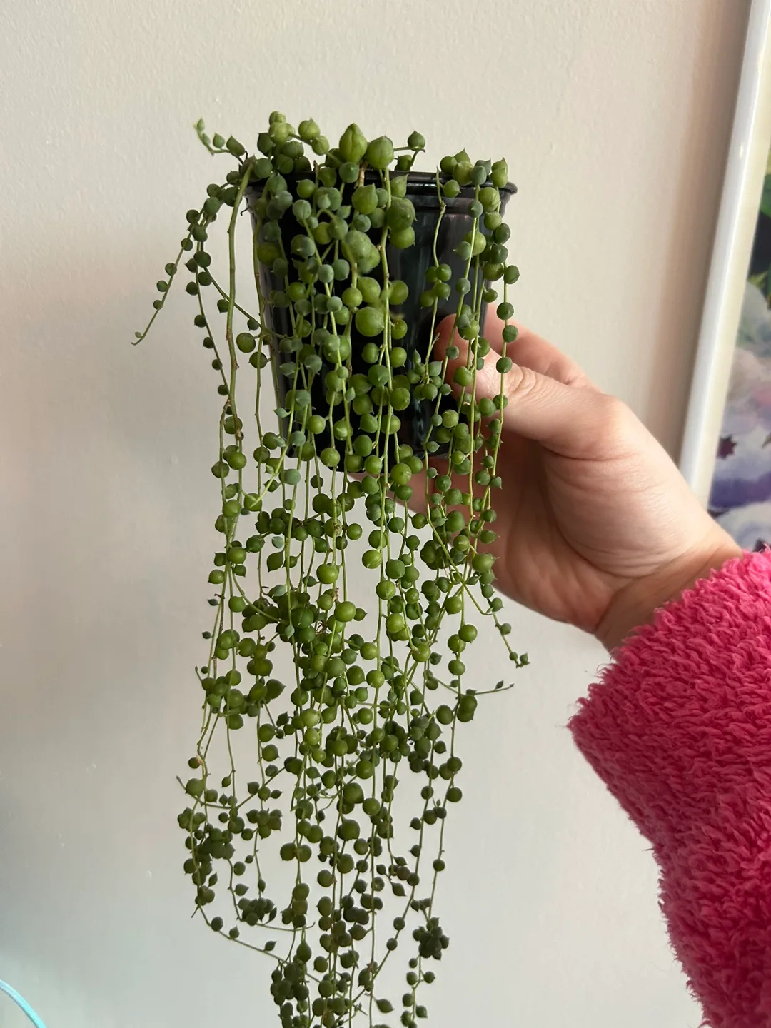 String of Pearls Plant thumbnail