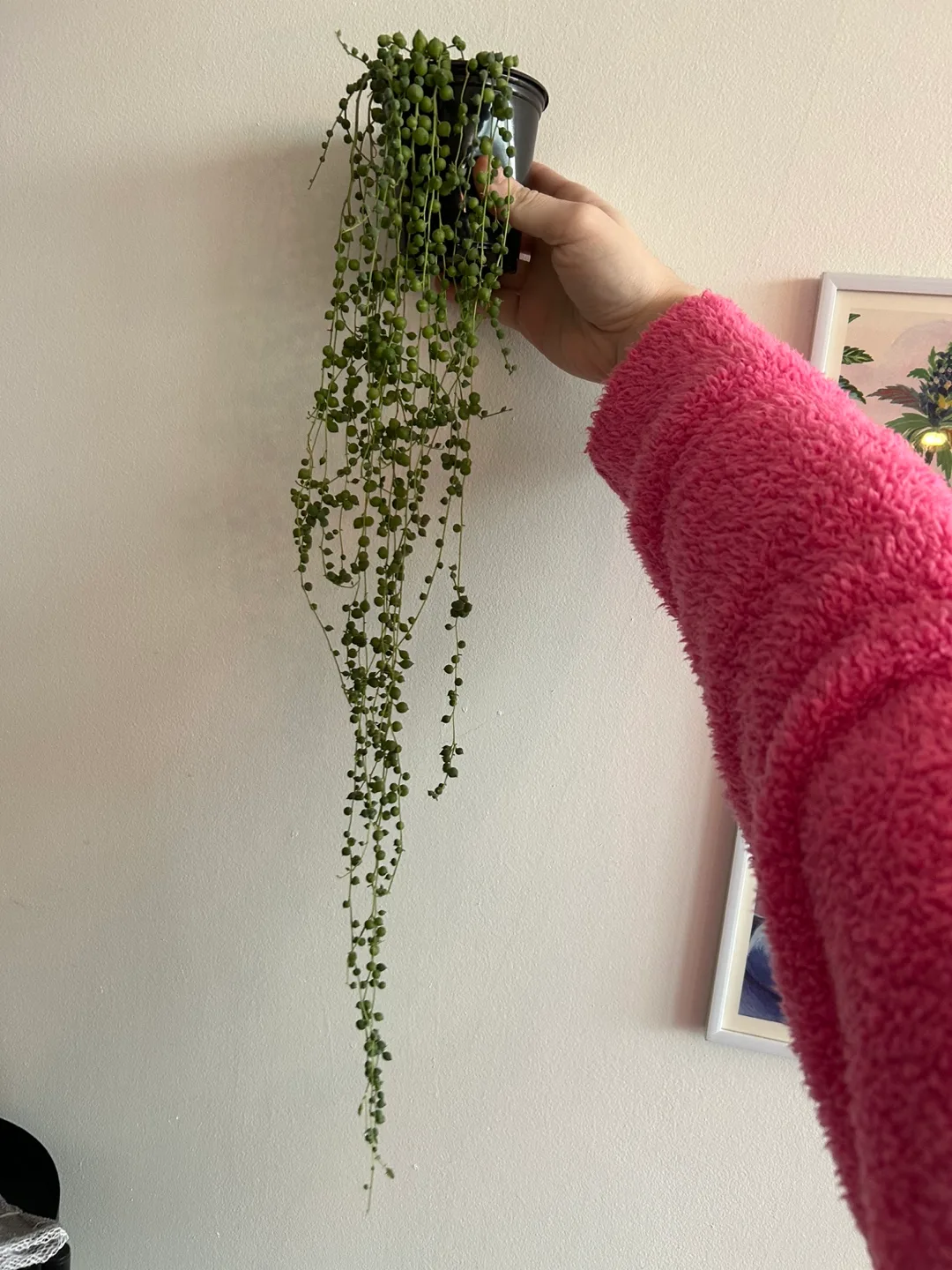 String of Pearls Plant image indicator(3)