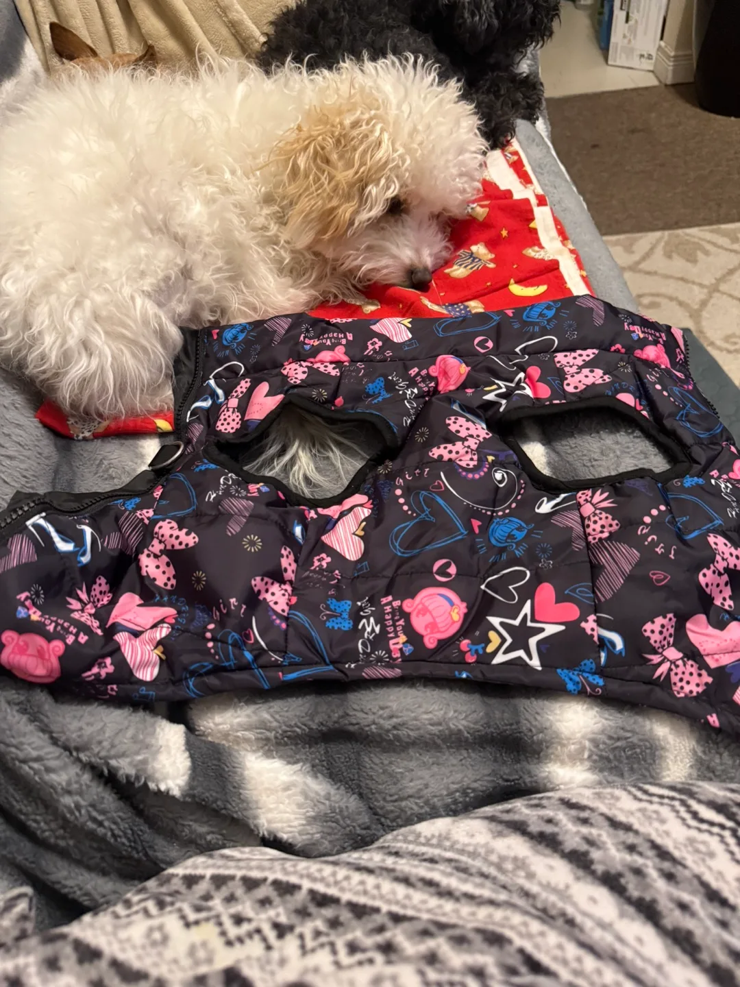 Dog Winter Coat x2     2 different sizes image indicator(2)