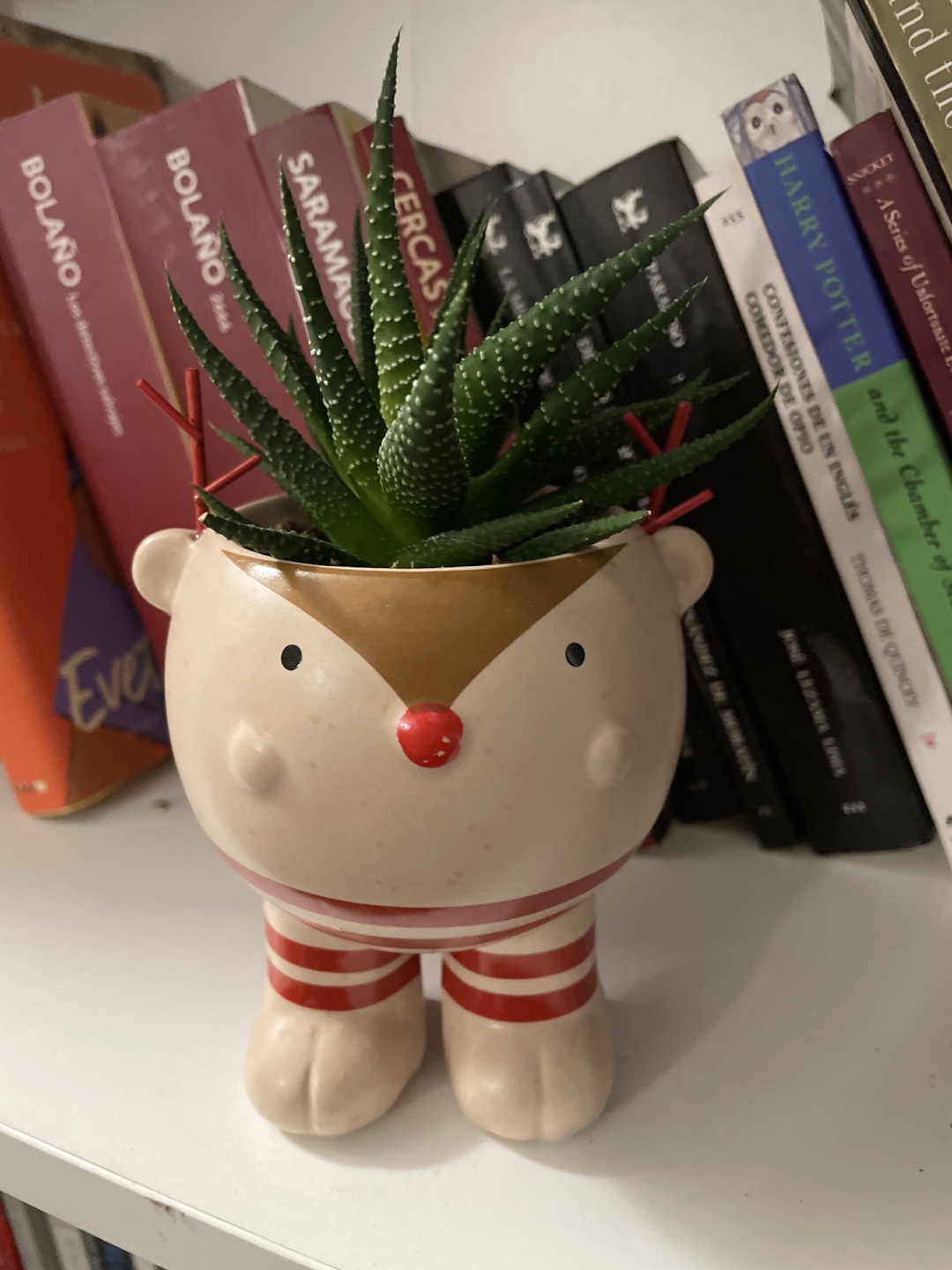 Free Succulent in reindeer planter #freecycle
