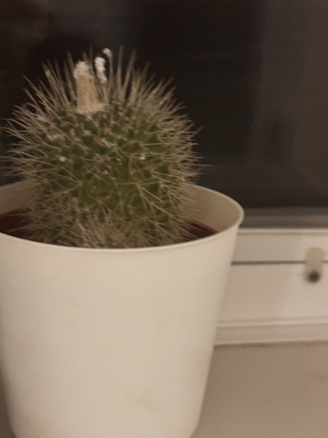 Cactus and Monstera Plant - photo 2