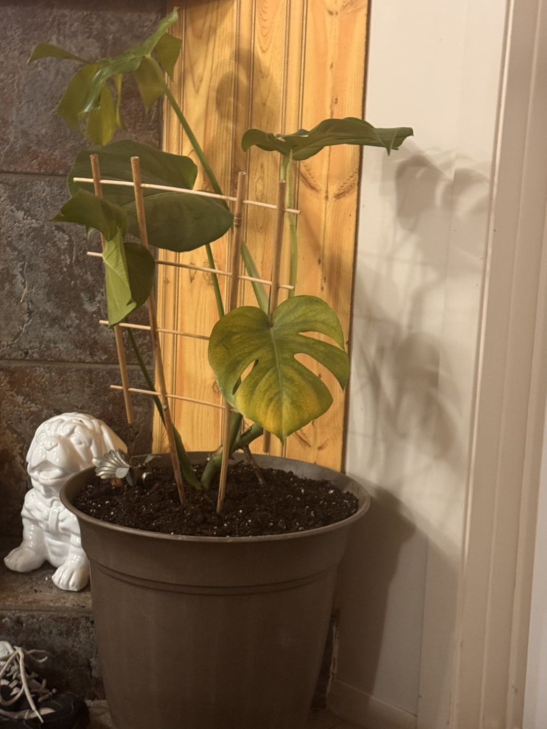Cactus and Monstera Plant
