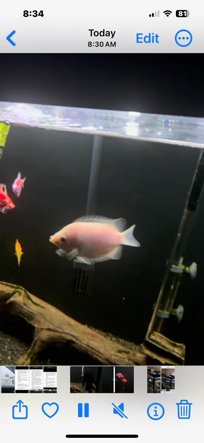 Large Aquarium image indicator(3)