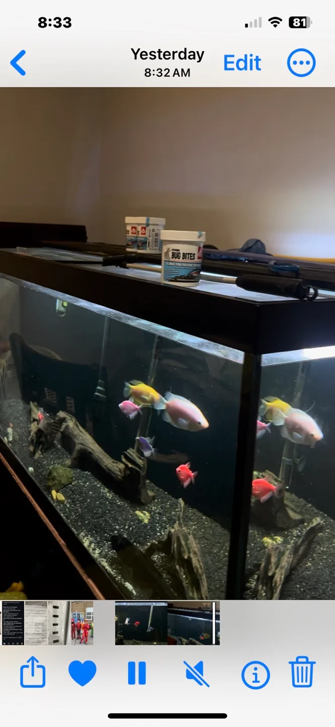 Large Aquarium image indicator(2)