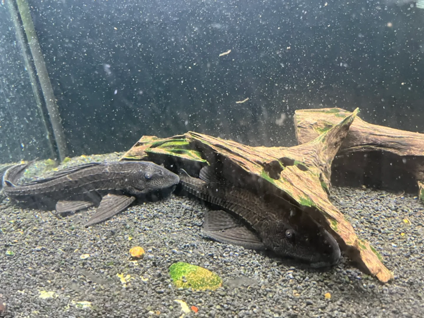 Large Aquarium image indicator(4)