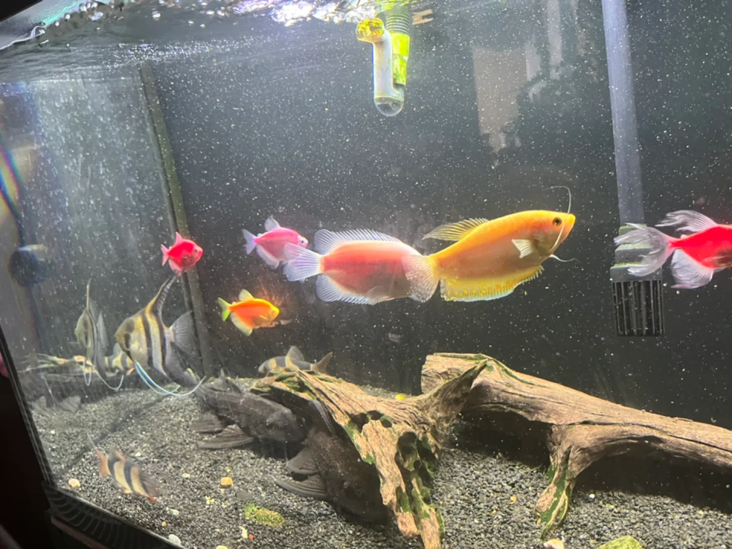 Large Aquarium image indicator(6)