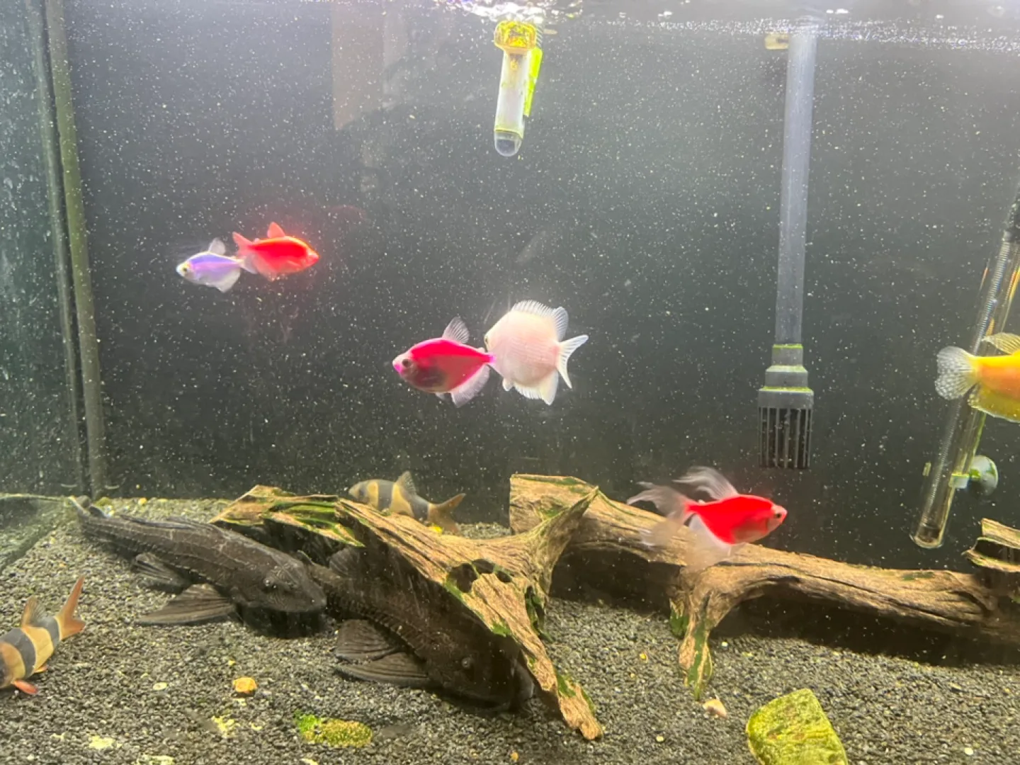 Large Aquarium image indicator(5)