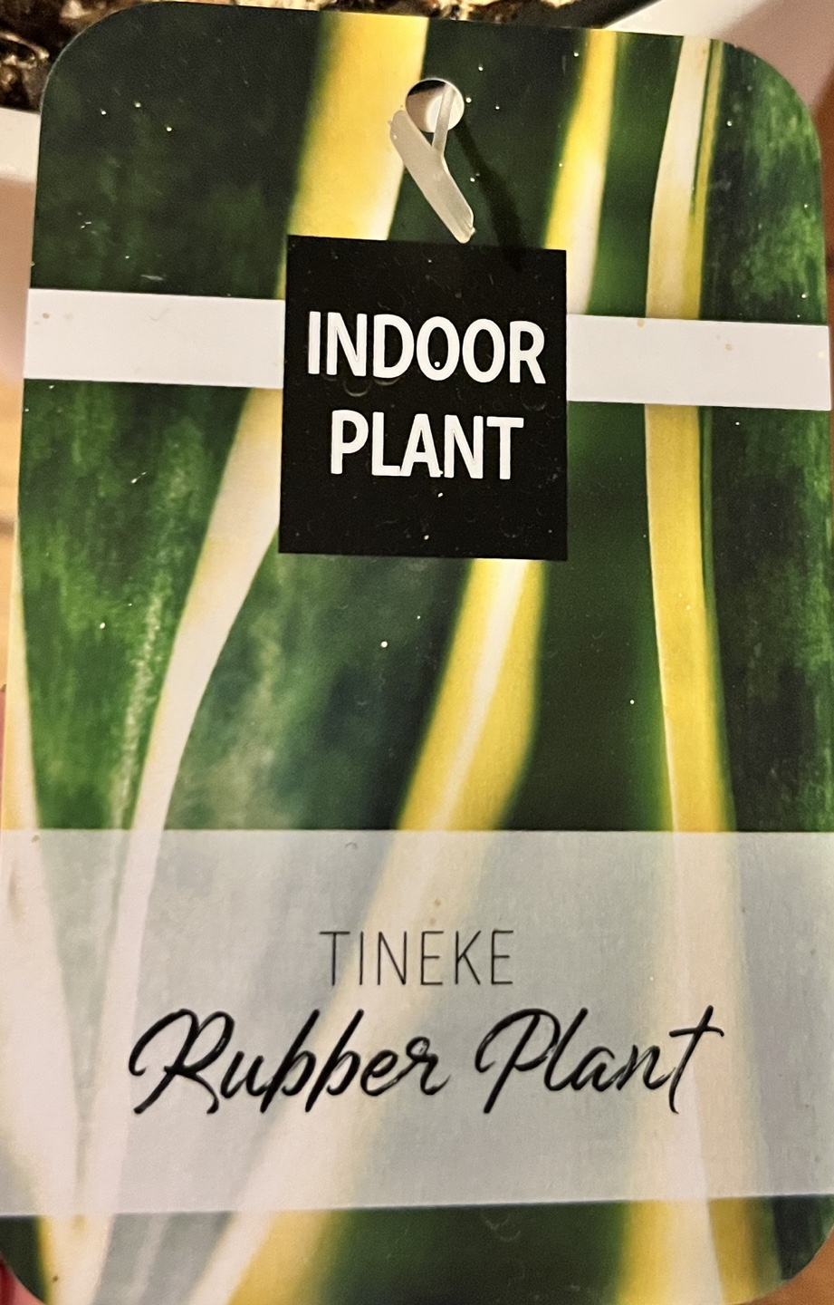 Tineke Rubber Plant #freecycle