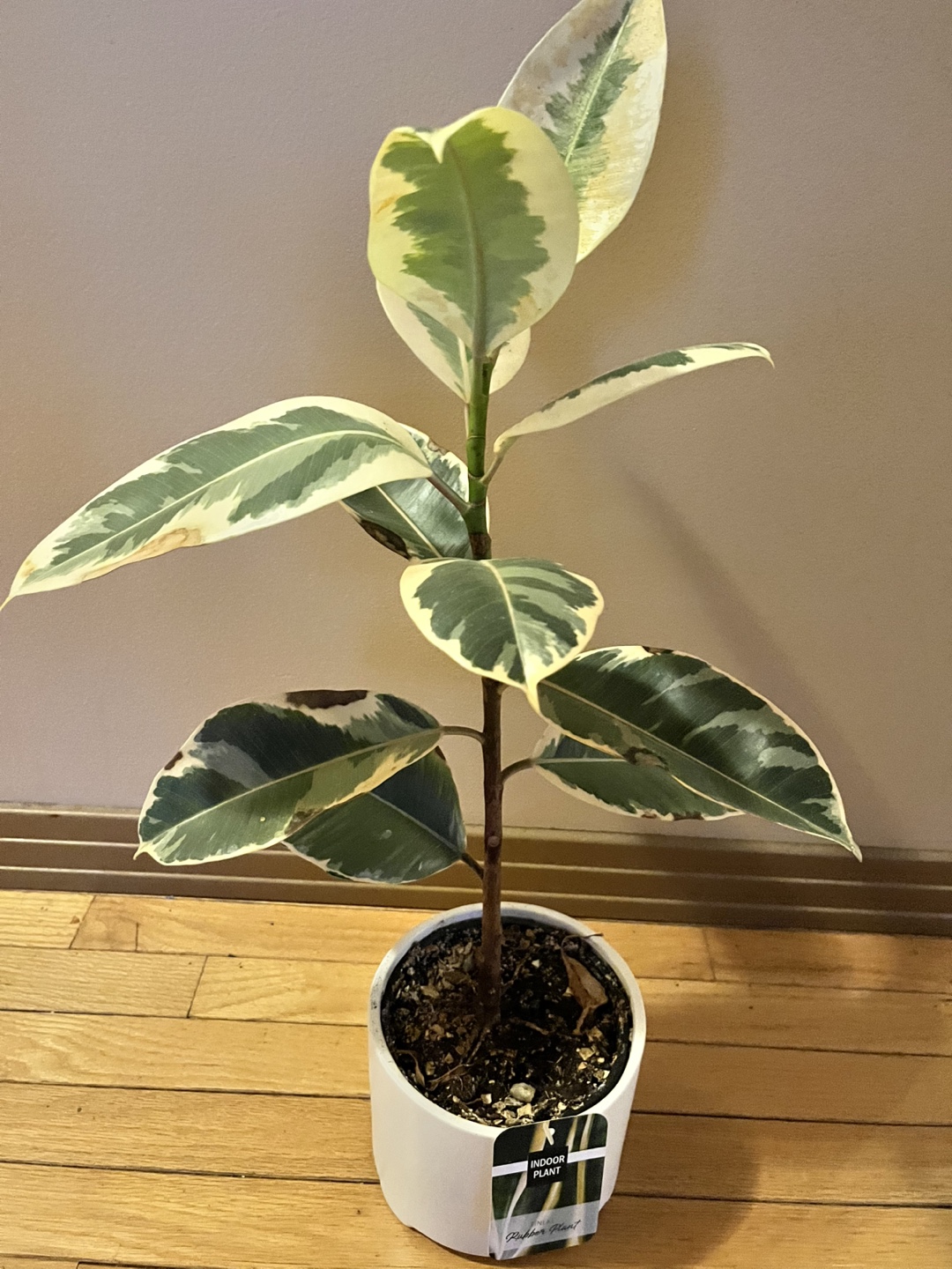 Tineke Rubber Plant #freecycle - photo 3
