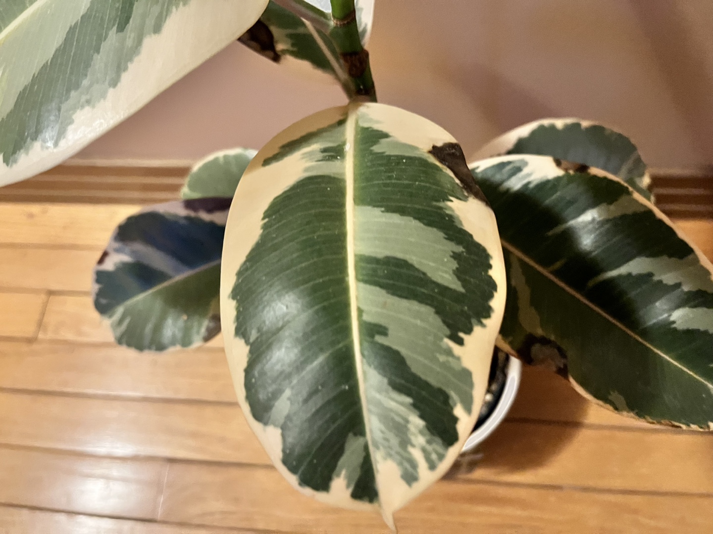 Tineke Rubber Plant #freecycle - photo 2