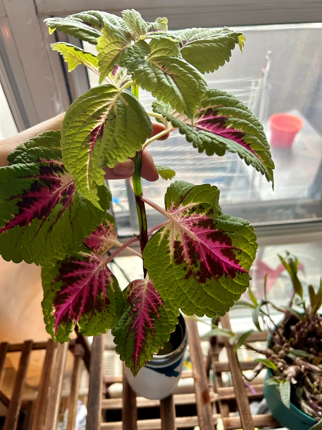 Coleus Plant image indicator(2)