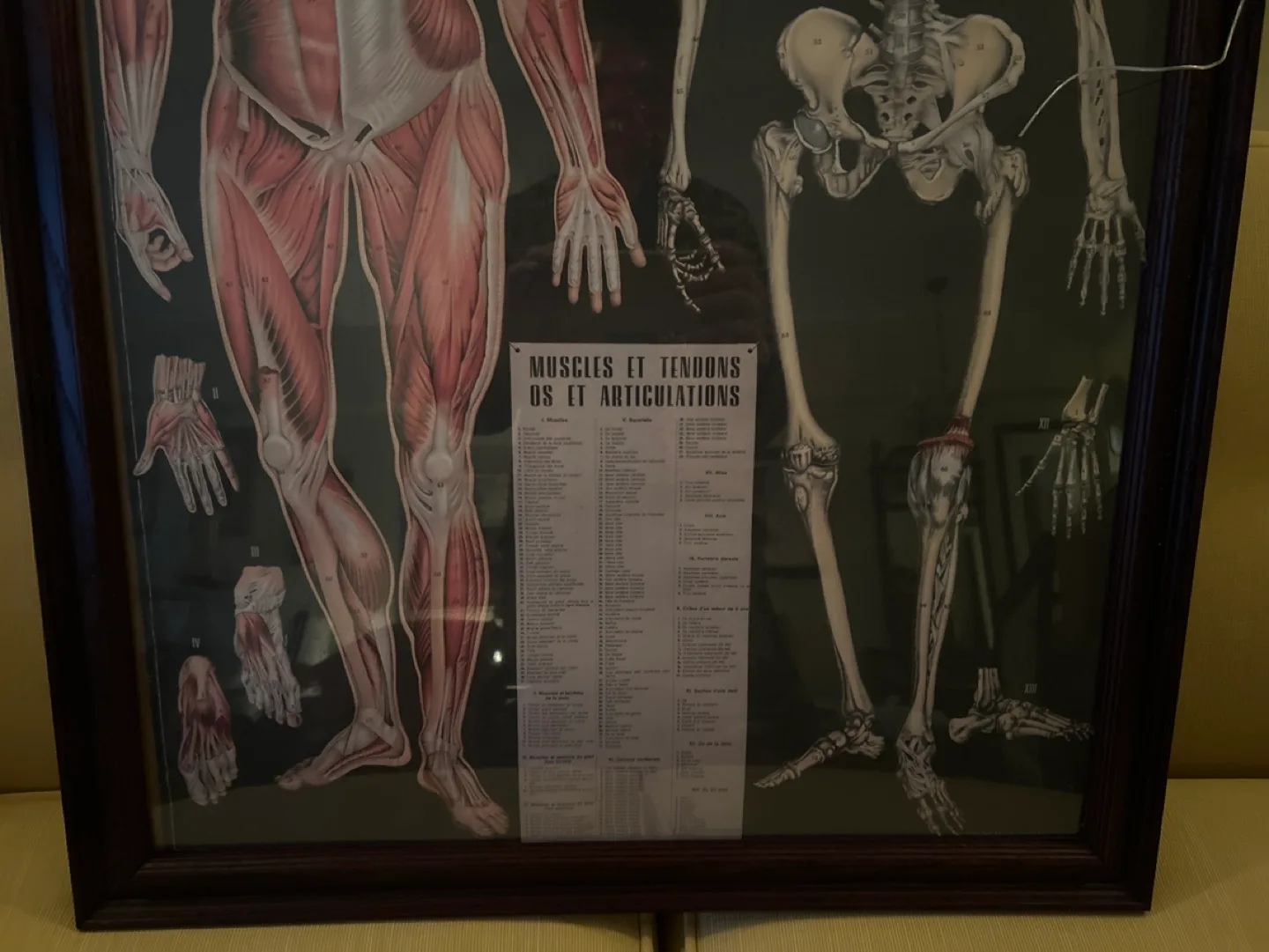 VTG Cavallini Decorative Framed Anatomy Chart - L'Anatomie image indicator(3)