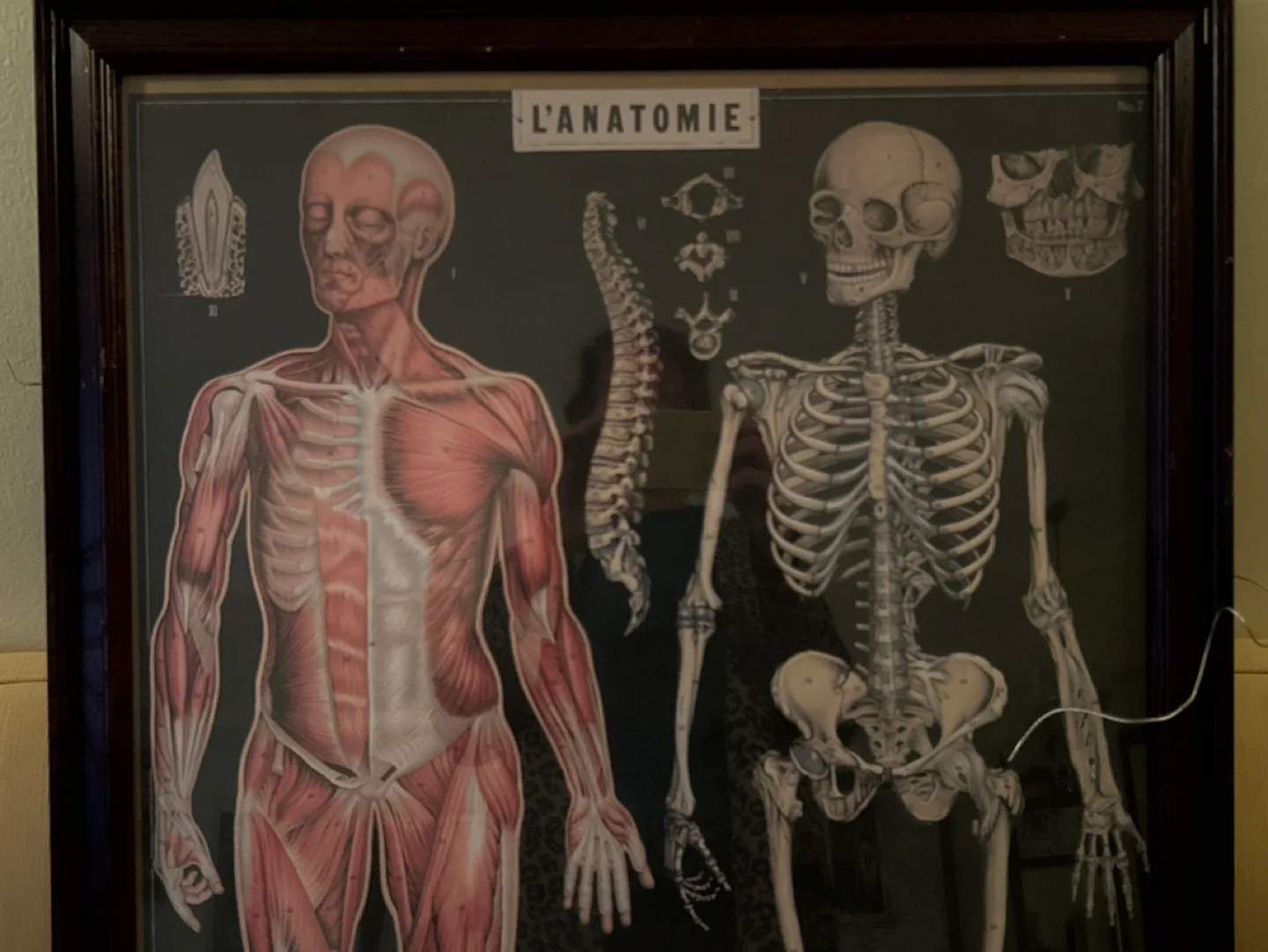 VTG Cavallini Decorative Framed Anatomy Chart - L'Anatomie image indicator(2)