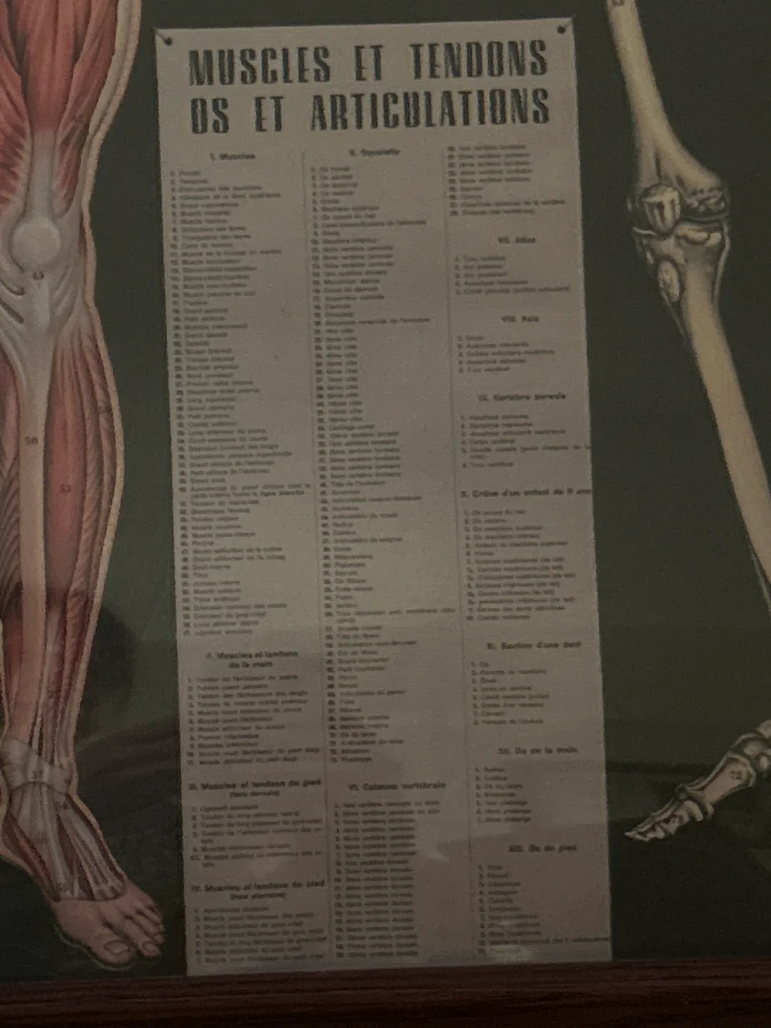 VTG Cavallini Decorative Framed Anatomy Chart - L'Anatomie image indicator(5)