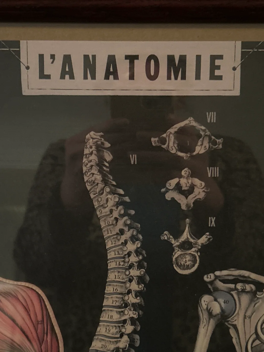 VTG Cavallini Decorative Framed Anatomy Chart - L'Anatomie image indicator(4)