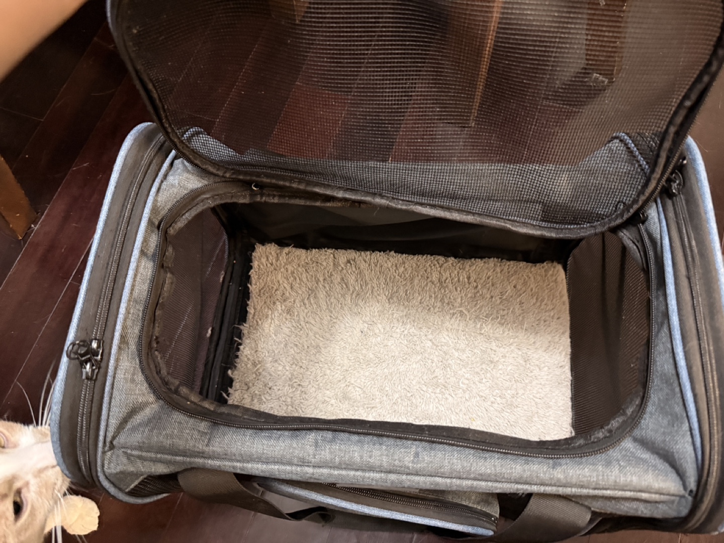 Pet carrier #freecycle - photo 2