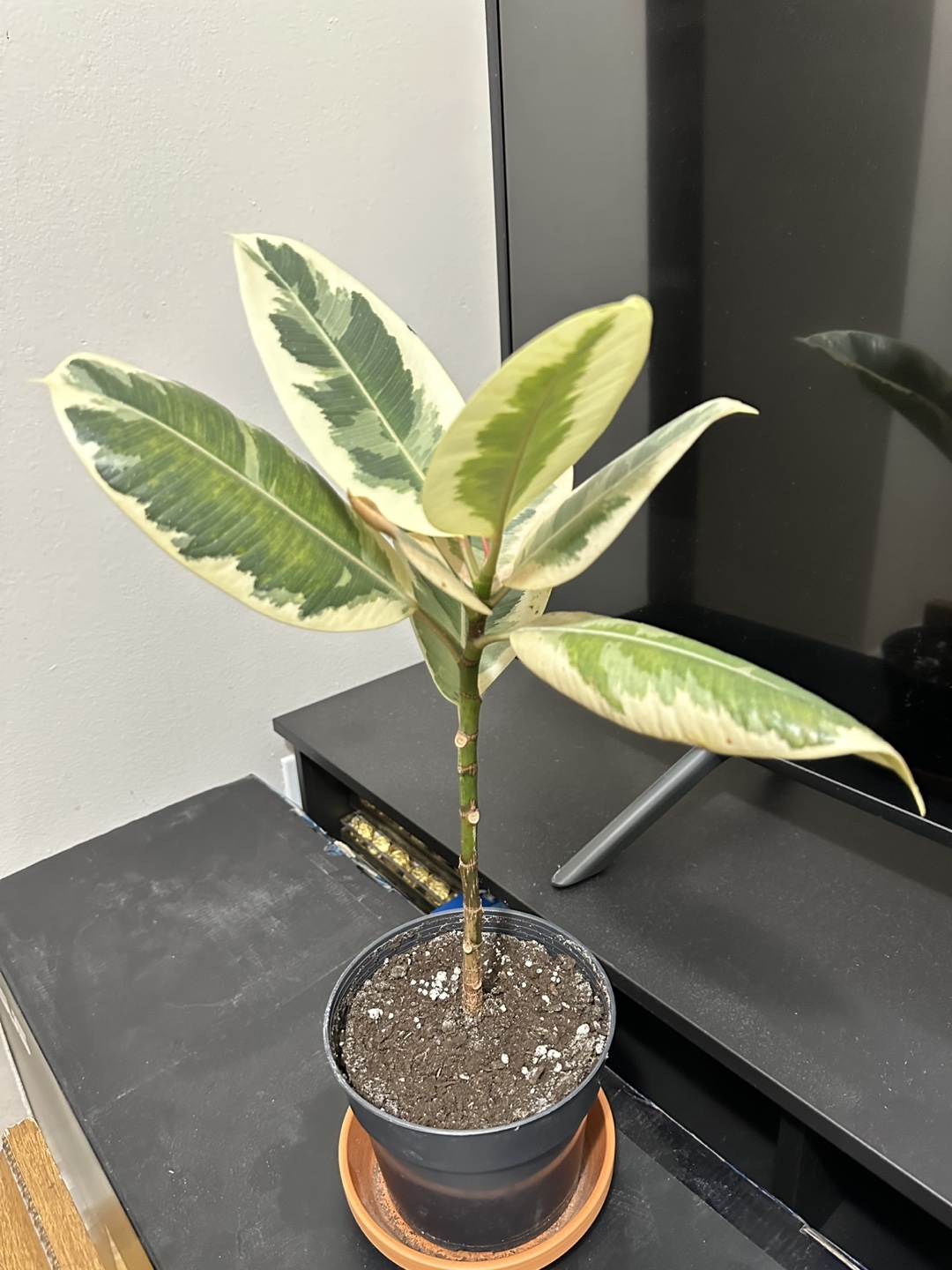 Plant for free #freecycle