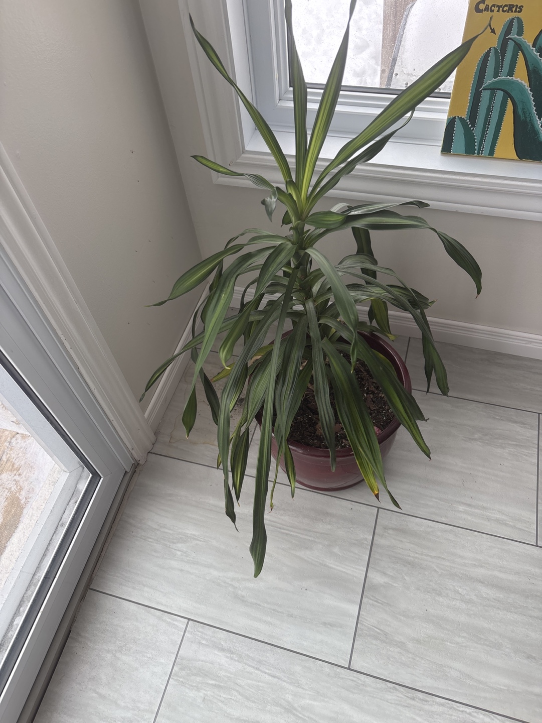 Large Draceana Plant