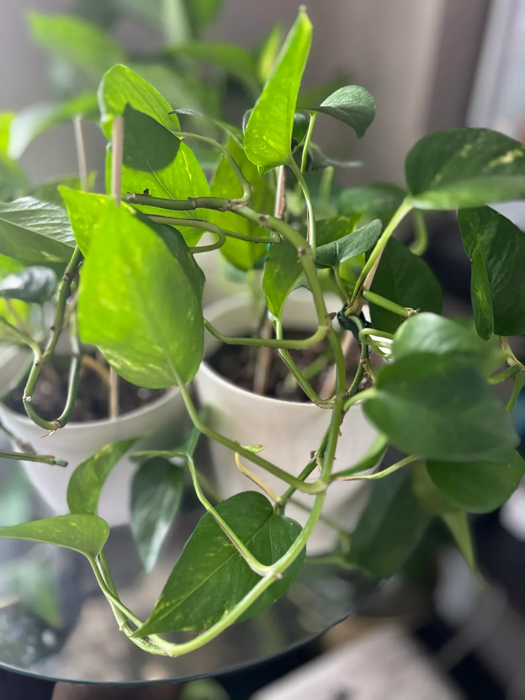 Golden Pothos Plant image indicator(2)