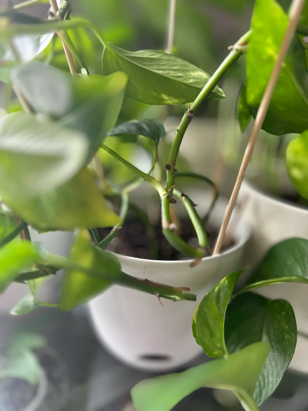 Golden Pothos Plant image indicator(3)