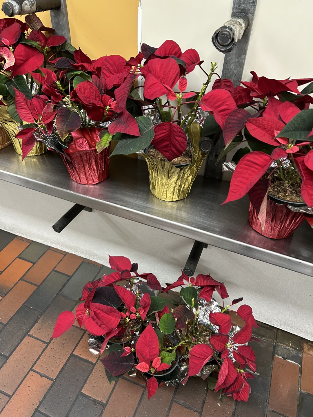 Poinsettia Plants