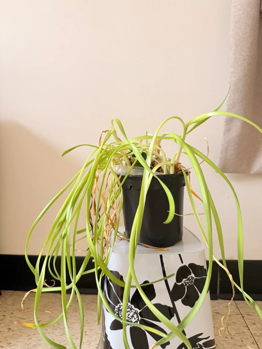 Plant thumbnail