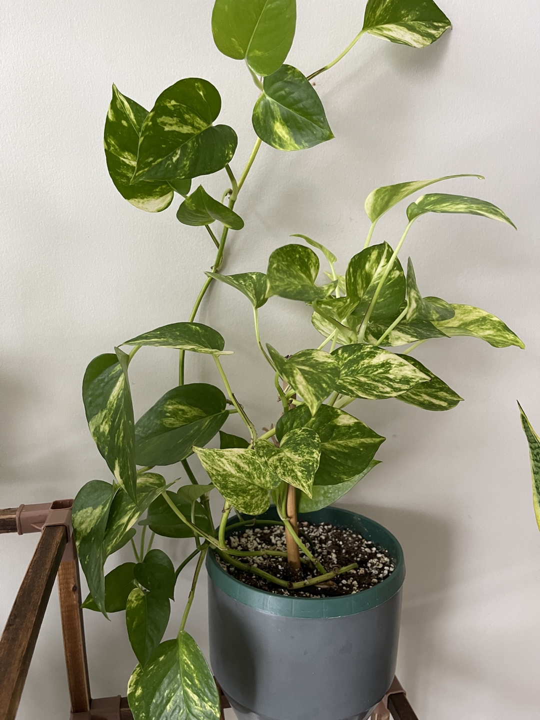 Large Golden Pothos - photo 4