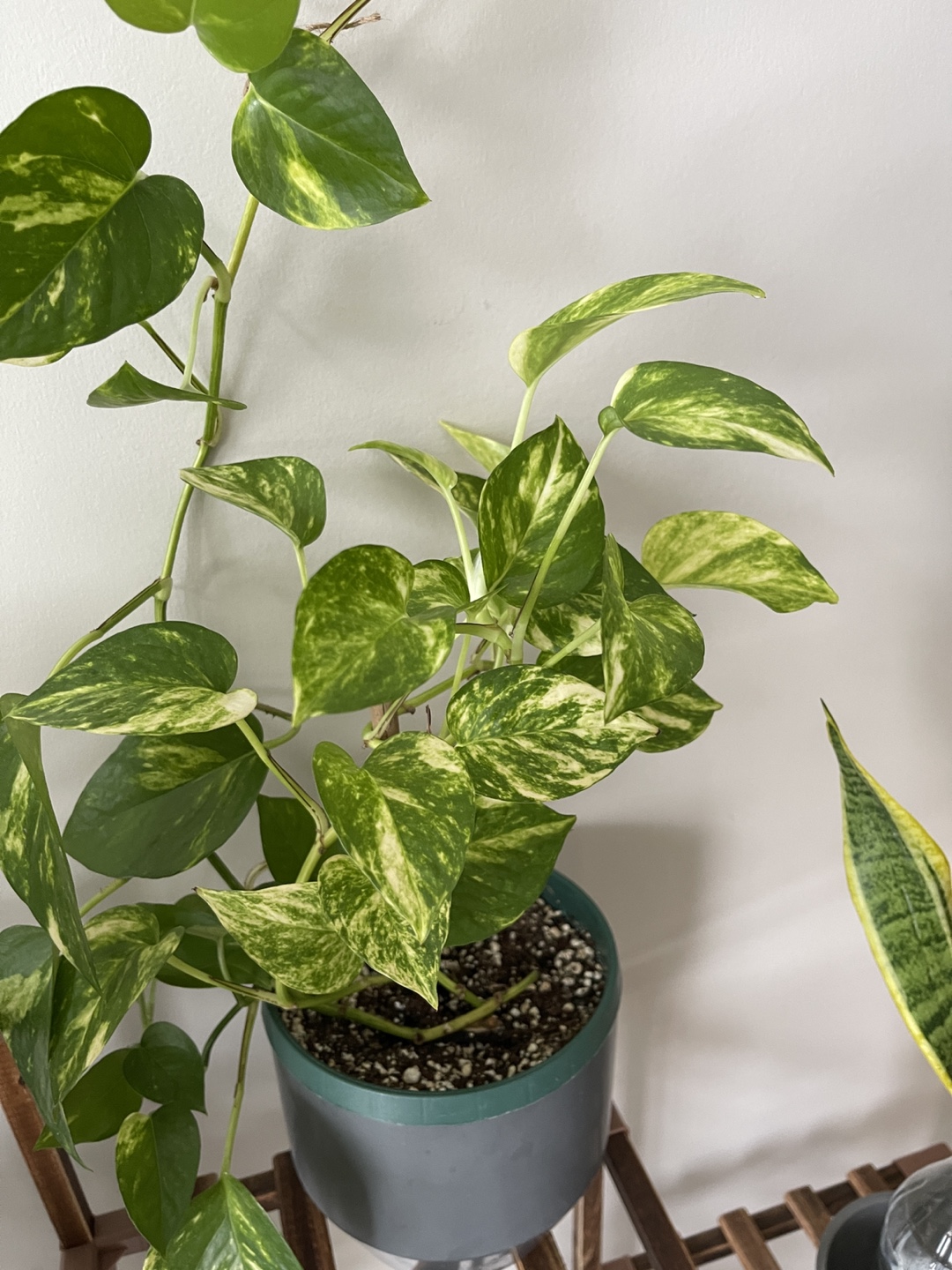 Large Golden Pothos - photo 2