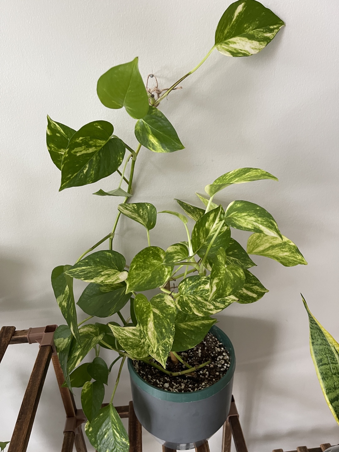 Large Golden Pothos