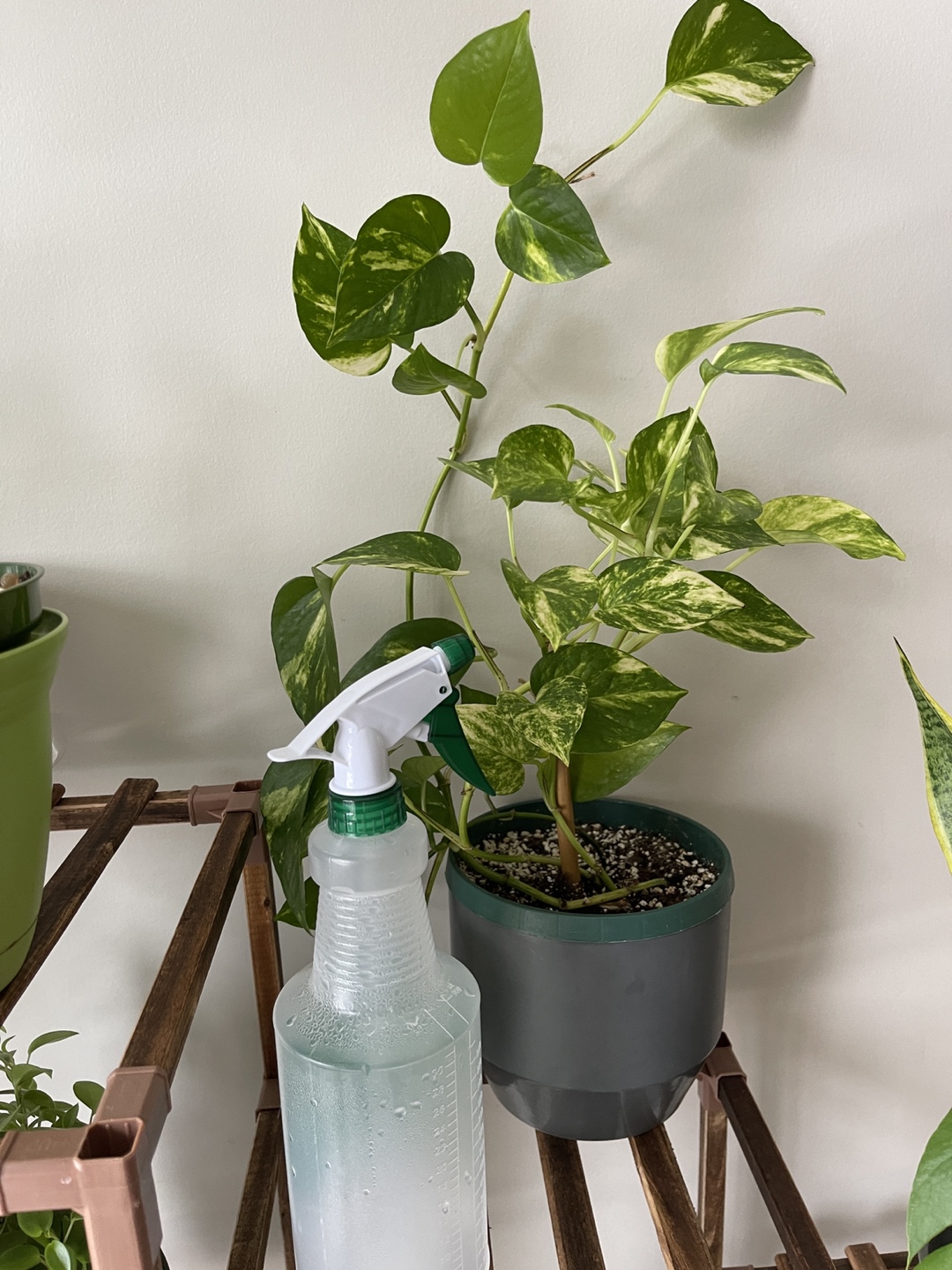 Large Golden Pothos - photo 3