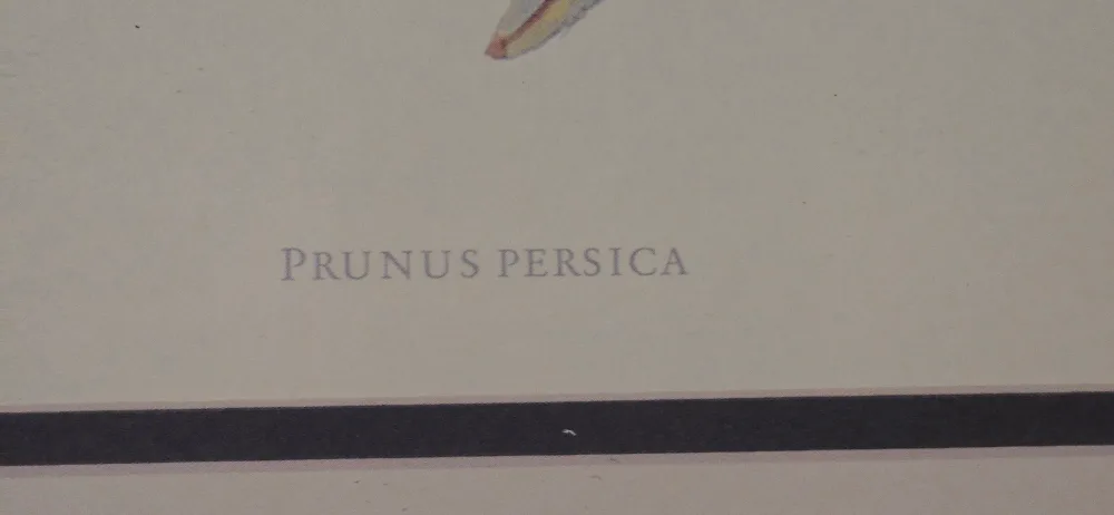 Rare Vintage Peach Print by Carlos Von Riefel image indicator(4)