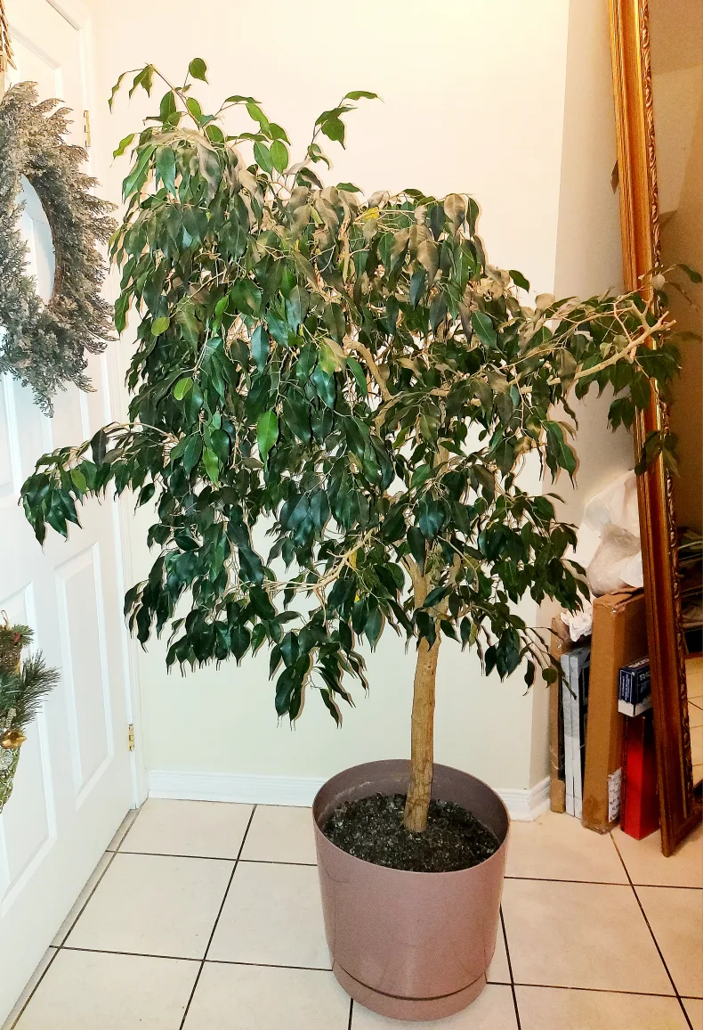 Healthy Large Tree image indicator(9)