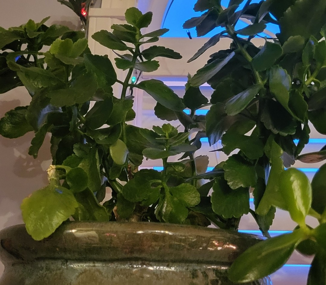 Kalanchoe Plant