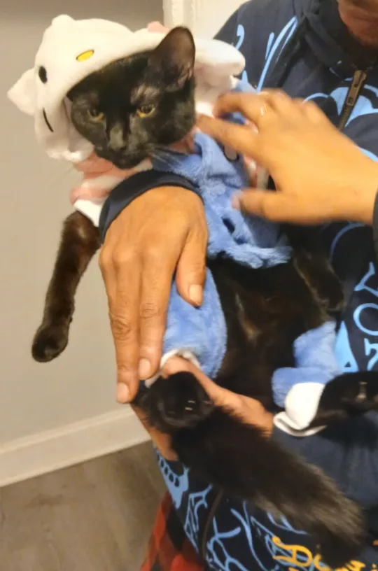 Cat in Pajamas. image indicator(2)
