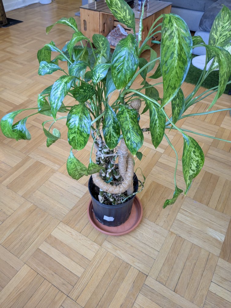 Large aglaonema plant - Chinese evergreen