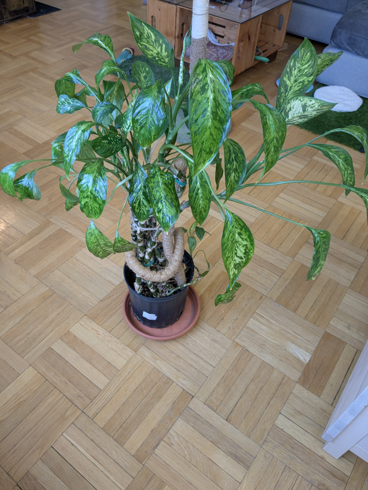 Large aglaonema plant - Chinese evergreen - photo 2