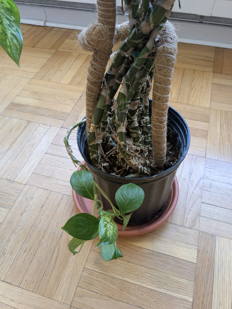 Large aglaonema plant - Chinese evergreen - photo 3