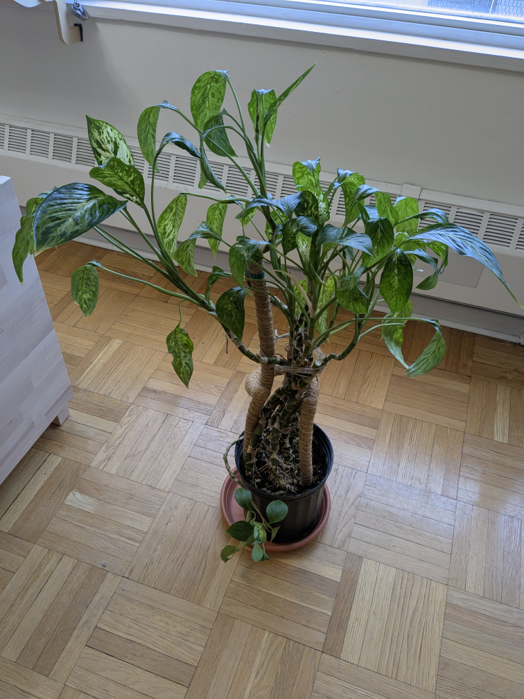 Large aglaonema plant - Chinese evergreen - photo 4