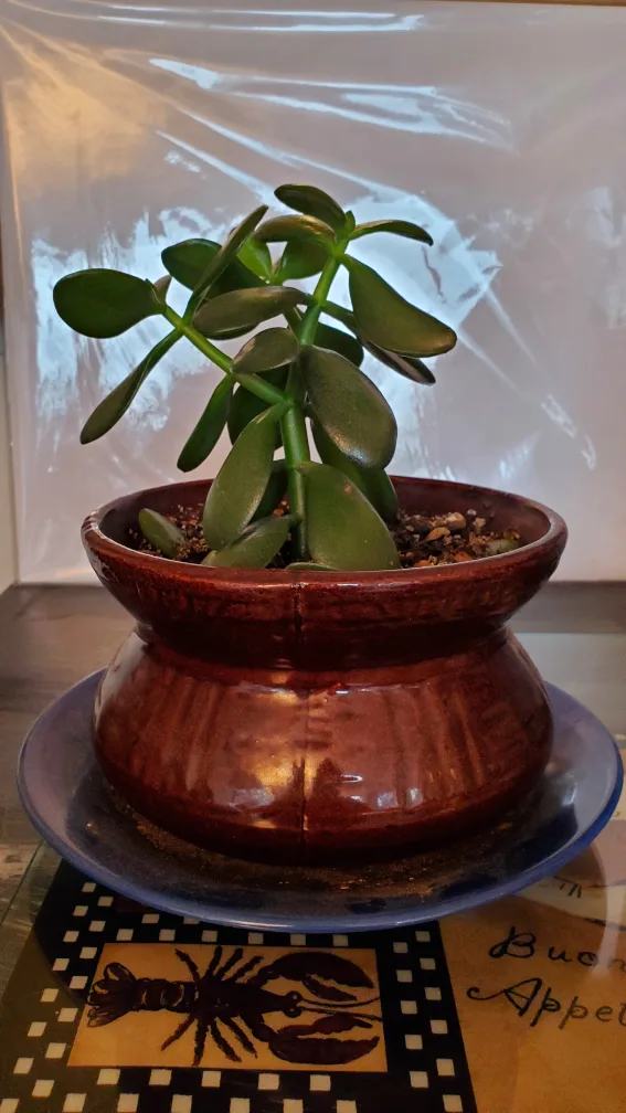 TRADE Jade Plant in Brown Pot 8 thumbnail