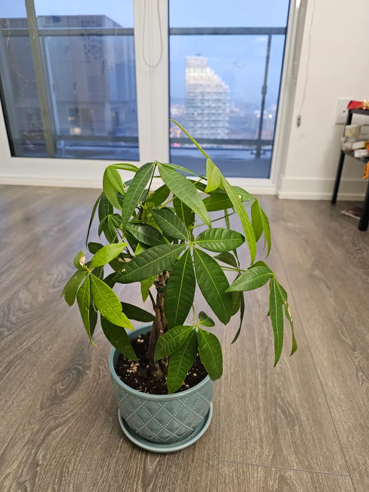 Live Money Tree Plant with extra soil thumbnail