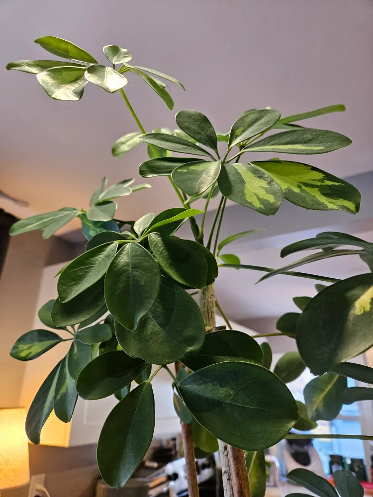 Large Dwarf Umbrella Tree (Heptapleurum arboricola) thumbnail