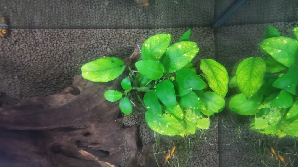 Anubius Aquarium Plant