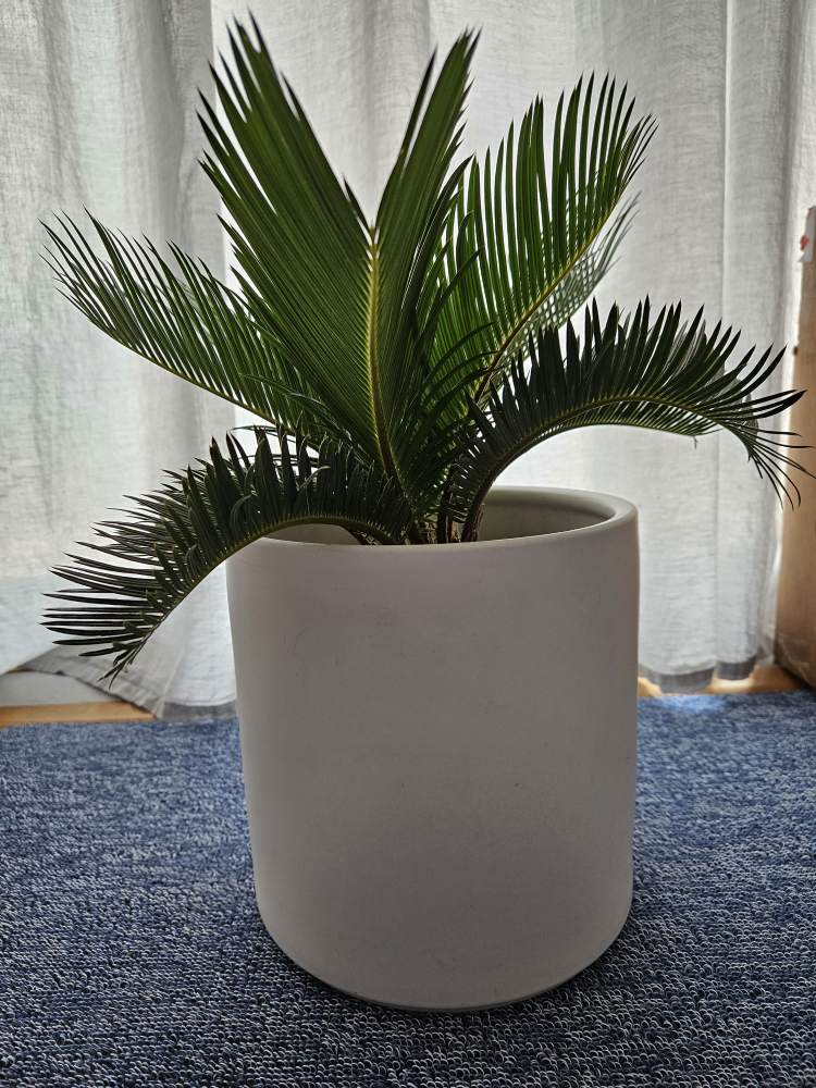 moving sale! White Ceramic Planter Pot 8"x8"