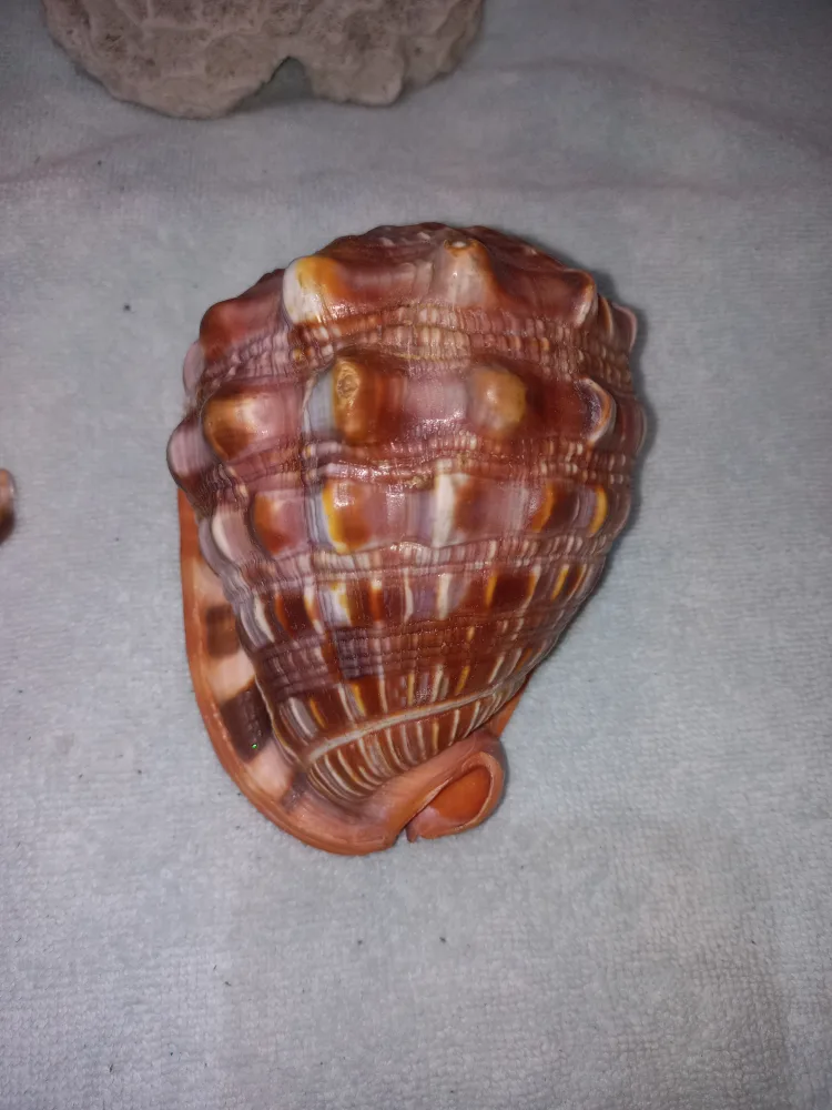 Aquarium Coral & Sea Shells - $18 For All image indicator(2)